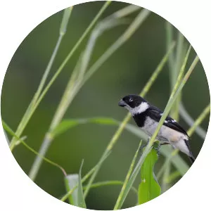 Cinnamon-rumped seedeater