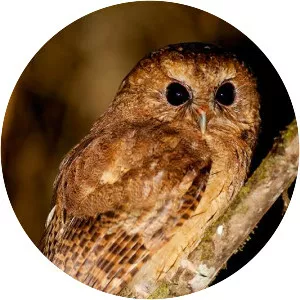 Cinnamon screech owl