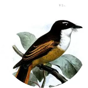 Cinnamon-tailed fantail - Bird