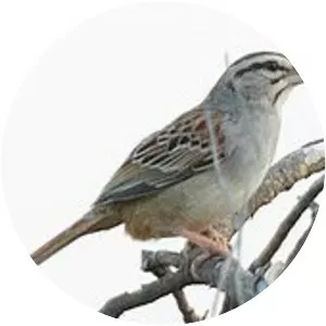 Cinnamon-tailed sparrow - Bird