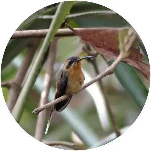 Cinnamon-throated hermit