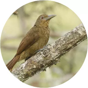 Cinnamon-throated woodcreeper