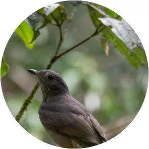 Cinnamon-vented piha - 