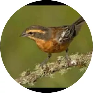 Cinnamon warbling finch