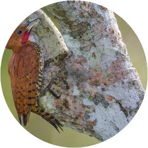 Cinnamon woodpecker