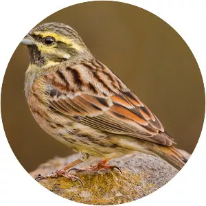 Cirl bunting - Birds