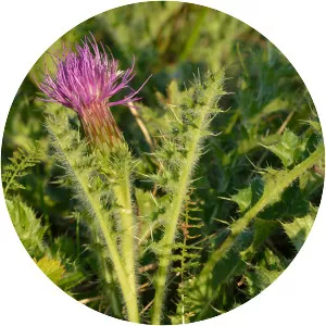Cirsium acaule