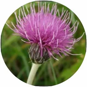 Cirsium dissectum