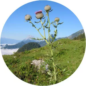 Cirsium eriophorum - Plants
