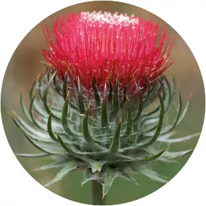 Cirsium occidentale