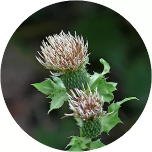 Cirsium oleraceum - Plants