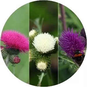 Cirsium