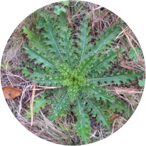 Cirsium pumilum