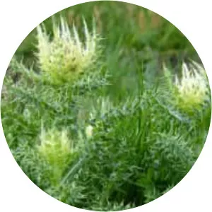 Cirsium spinosissimum - Plants