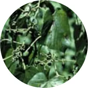 Cissus adnata