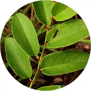 Cissus cornifolia - 
