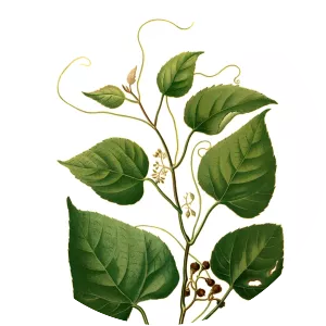 Cissus repens
