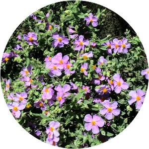 Cistus albidus - Plants