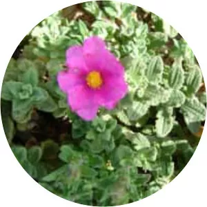 Cistus crispus - 