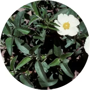 Cistus laurifolius