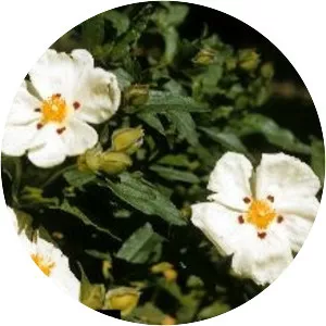 Cistus monspeliensis - Plants