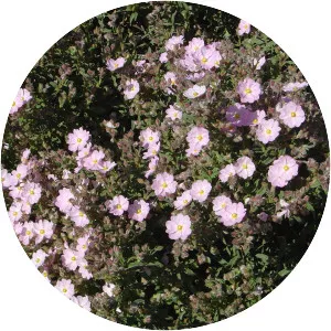 Cistus parviflorus