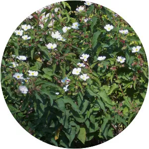 Cistus populifolius - 