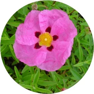 Cistus - Plants