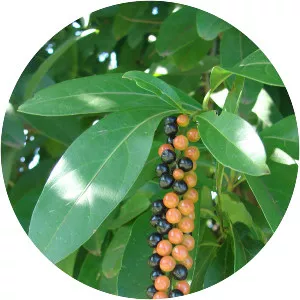 Citharexylum