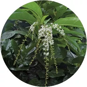 Citharexylum spinosum