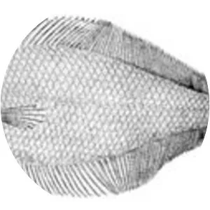 Citharichthys arctifrons