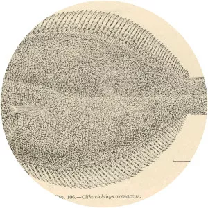 Citharichthys arenaceus