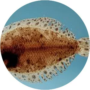 Citharichthys macrops - 