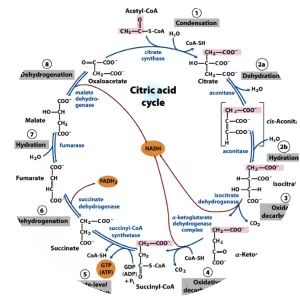 Citrate synthase - 