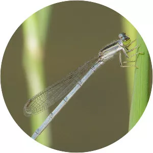 Citrine forktail