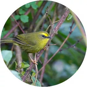 Citrine warbler