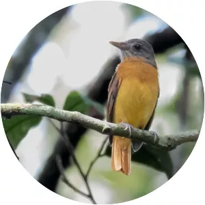 Citron-bellied attila