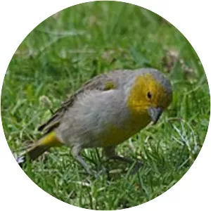 Citron-headed yellow finch