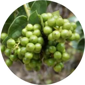 Citronella mucronata - 