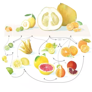 Citrus Fruits