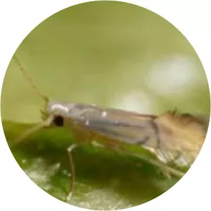 Citrus leafminer
