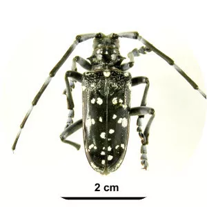 Citrus long-horned beetle