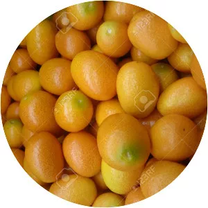 Citrus margarita - Plants