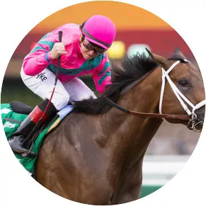 City of Light (horse)