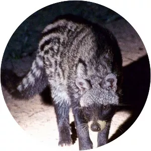 Civet