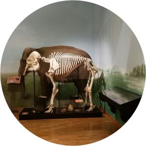 Civico Museo di Storia Naturale di Trieste