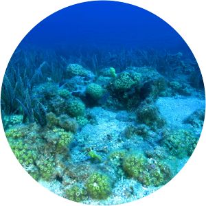 Cladocora caespitosa - 