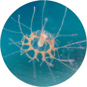 Cladonema pacificum - 