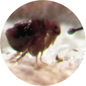 Claire Pedot - Film director