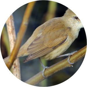 Clamorous reed warbler - Birds